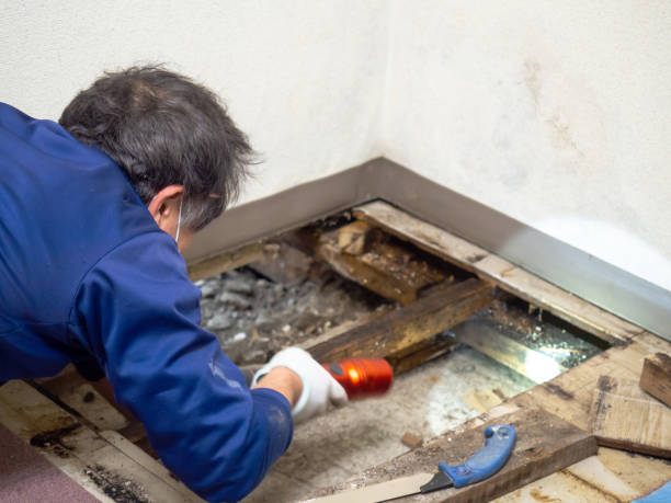 Best Localized Mold Remediation (e.g., coastal areas, humid climates) in Elwood, KS